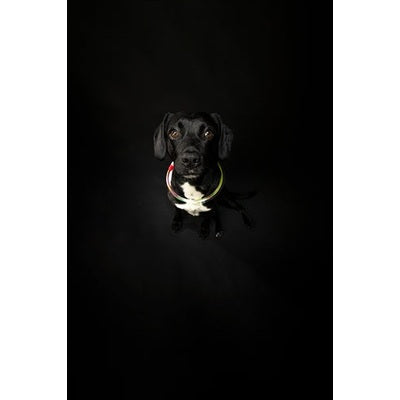 Trixie Lichtgevende Halsband Usb Flash Light Oplaadbaar Tpu Multi