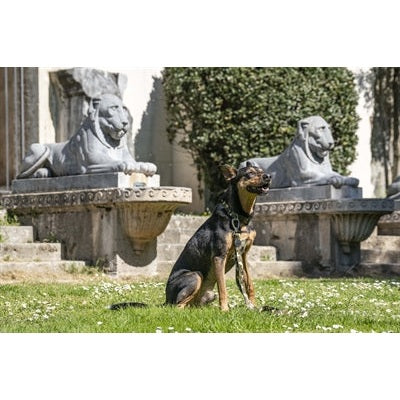 Morso Hondenriem Verstelbaar Gerecycled Full Metal Dog Bruin