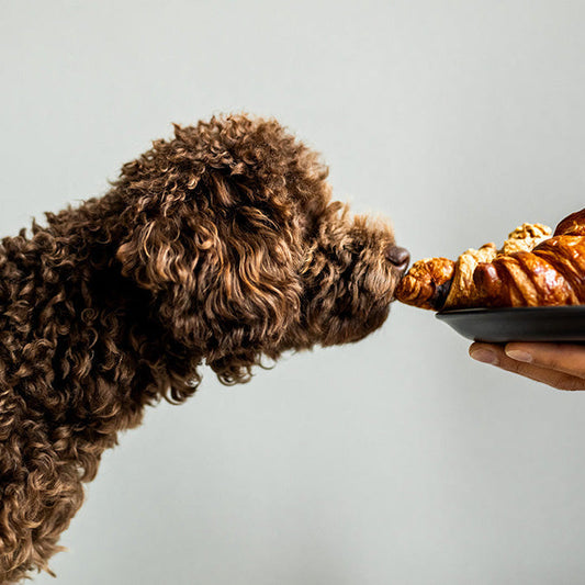 De beste voeding voor een Labradoodle: waar moet je echt op letten?