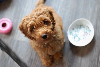 Hebben Labradoodles supplementen nodig?