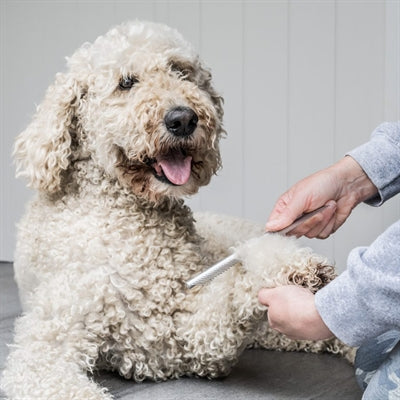 Hoe was je een Labradoodle? Stap-voor-stap gids