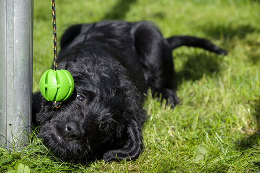 De leukste activiteiten om met je Labradoodle te doen