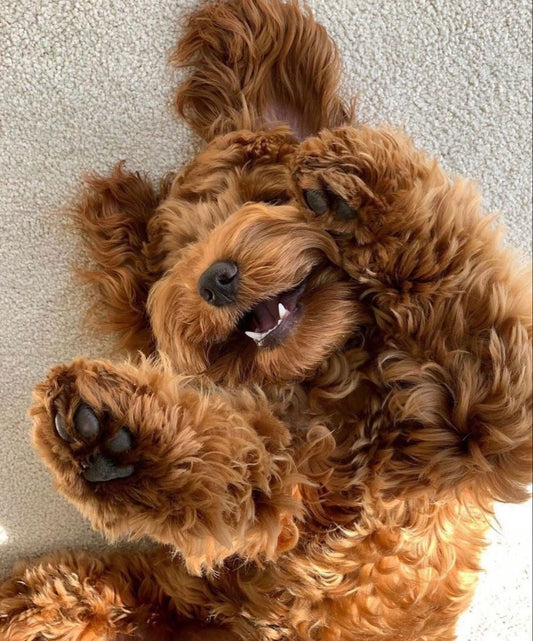 Labradoodle puppy zindelijk maken: stap-voor-stap gids