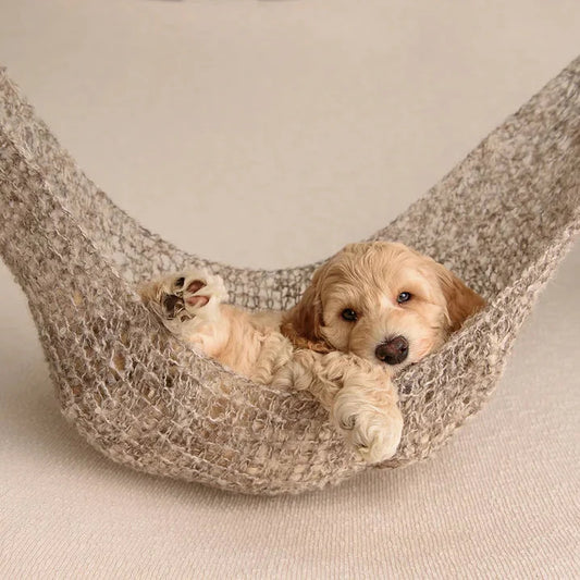 Op vakantie met je Labradoodle: praktische tips voor een zorgeloze reis