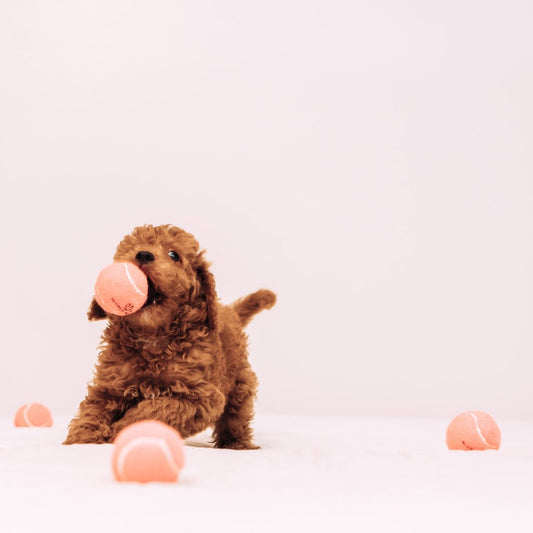 Labradoodle trainen: complete gids voor gehoorzaamheid en een sterke band
